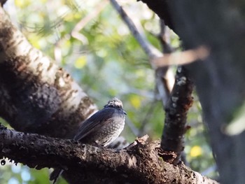 Brown-eared Bulbul 大潟水と森公園 Sun, 10/22/2023