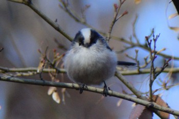 2023年12月23日(土) ＭＦの野鳥観察記録