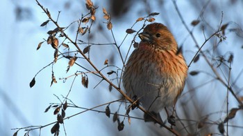 2023年12月23日(土) 岡谷林道の野鳥観察記録