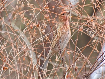 Sat, 12/16/2023 Birding report at 岡谷林道