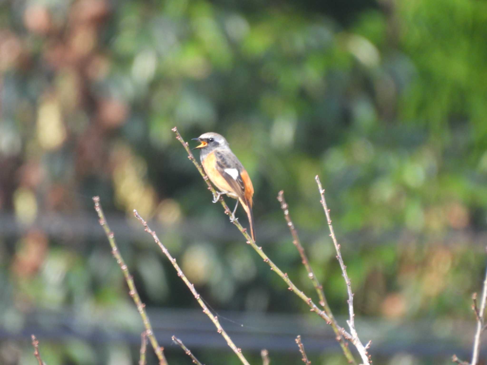 Photo of Daurian Redstart at 松阪市 by aquilla