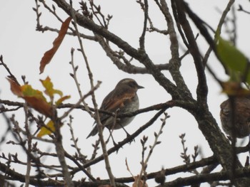 Dusky Thrush 伊勢市 Sat, 12/16/2023