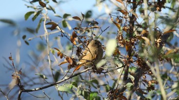 Siberian Long-tailed Rosefinch 武庫川 Sat, 12/23/2023