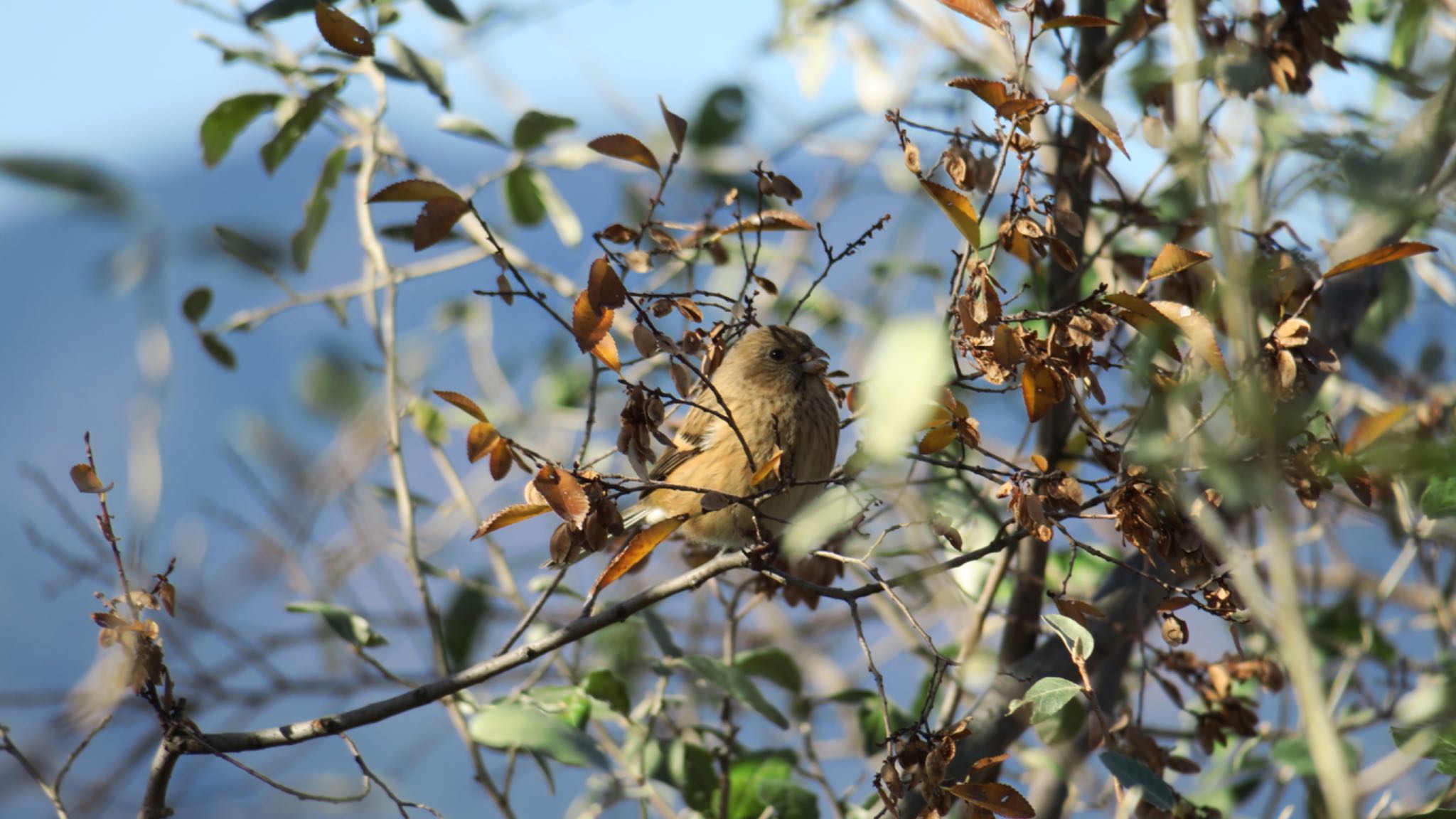 Siberian Long-tailed Rosefinch