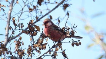 Siberian Long-tailed Rosefinch 武庫川 Sat, 12/23/2023