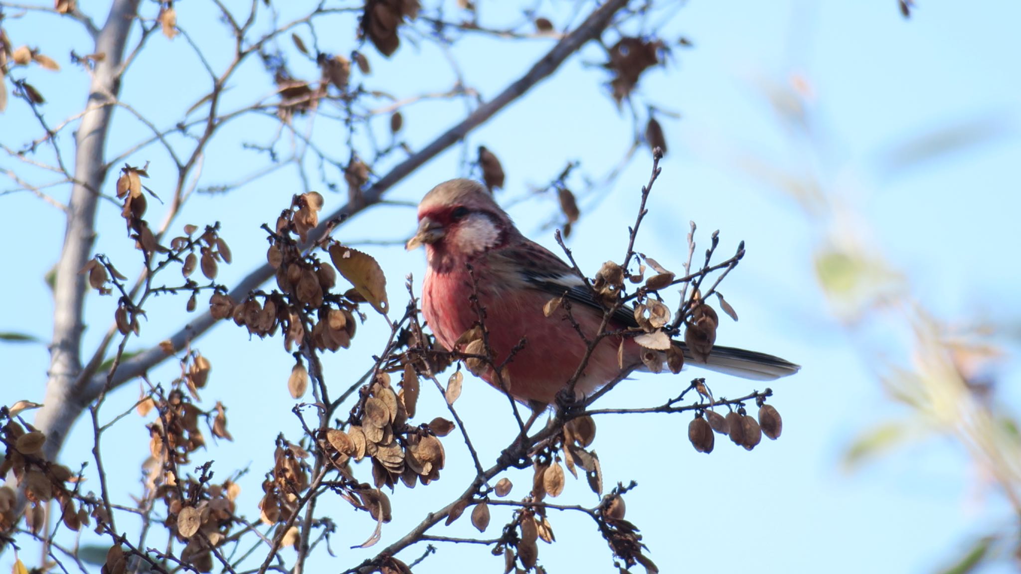 Siberian Long-tailed Rosefinch