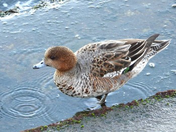 Mon, 12/18/2023 Birding report at 日の出三番瀬沿い緑道