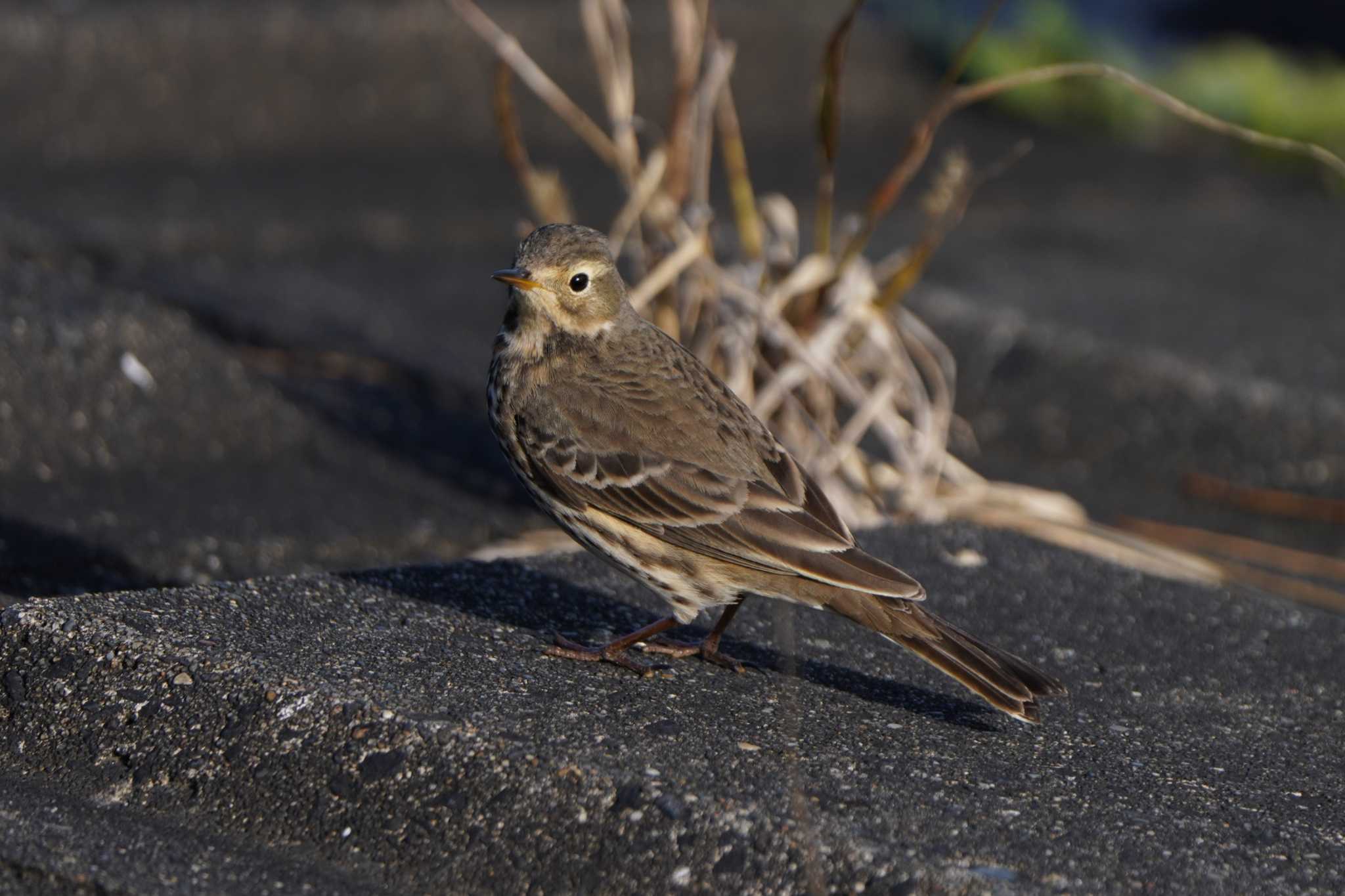 Photo of Water Pipit at  by ace