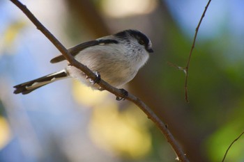 Long-tailed Tit ＭＦ Sat, 12/23/2023