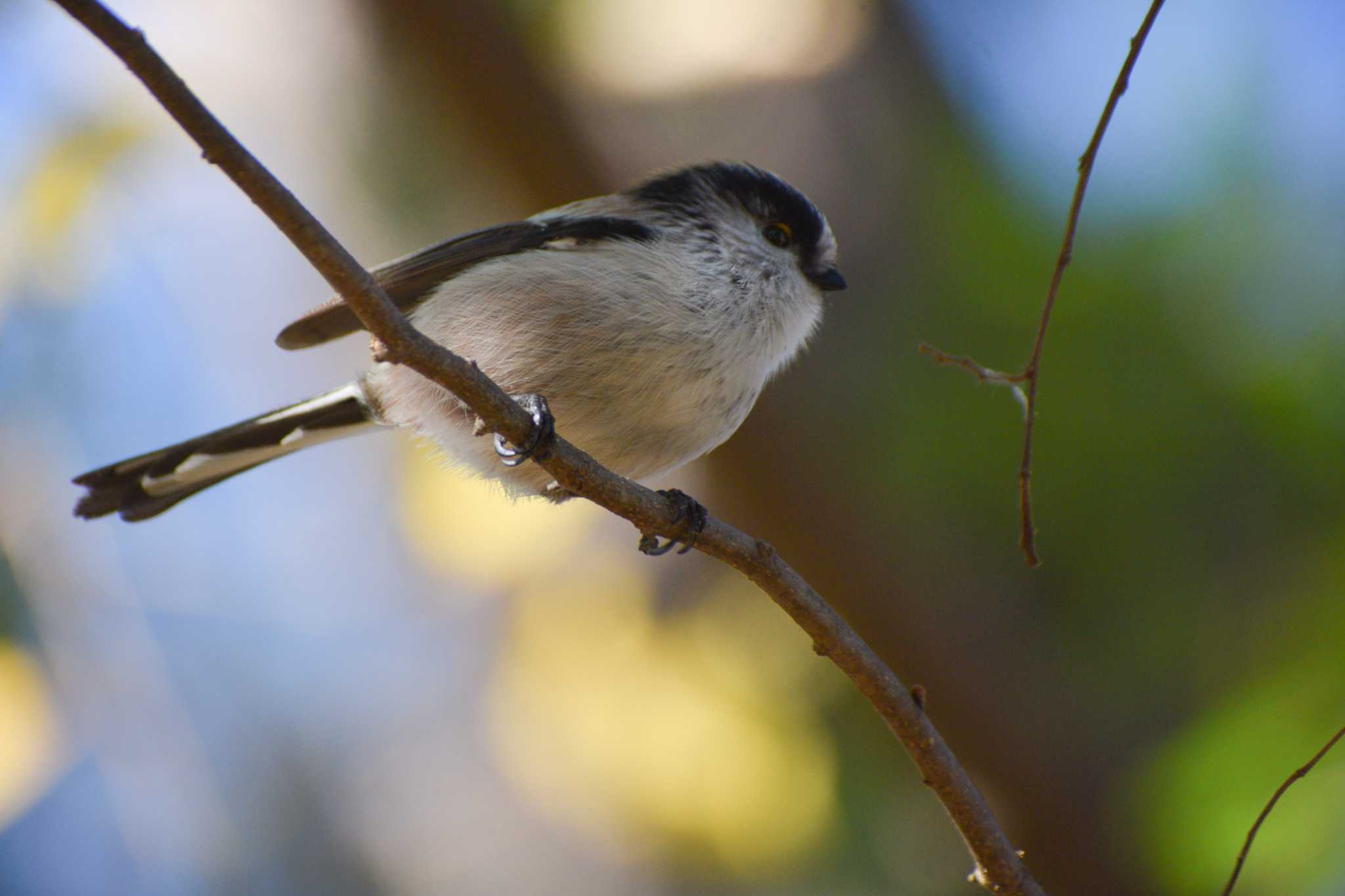 群れが来るのを待ったら目の前に。 by NM🐥📷