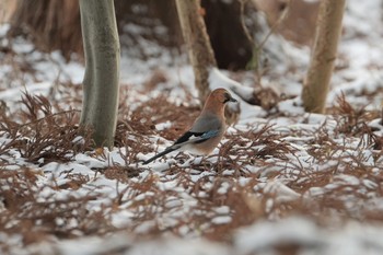 Eurasian Jay(brandtii) 北海道　七飯町 Wed, 12/20/2023