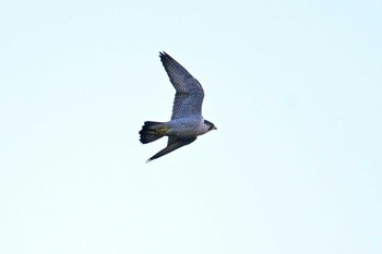 Peregrine Falcon 和田公園(稲敷市) Mon, 12/18/2023