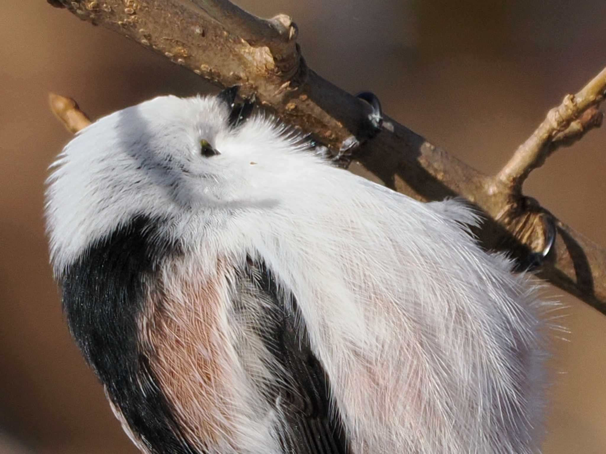 Long-tailed tit(japonicus)