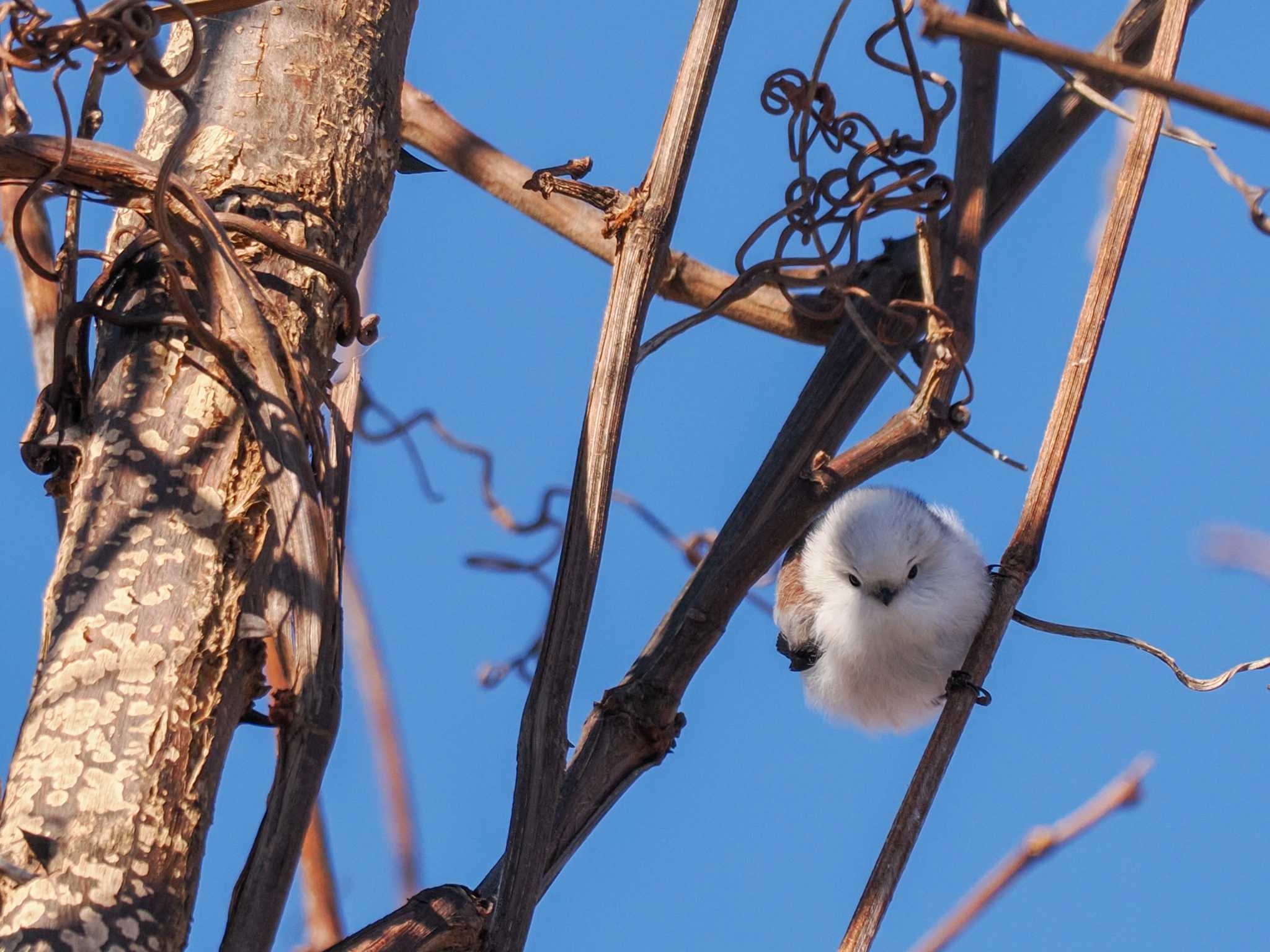 Long-tailed tit(japonicus)