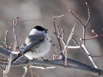 Sat, 12/23/2023 Birding report at 星観緑地(札幌市手稲区)