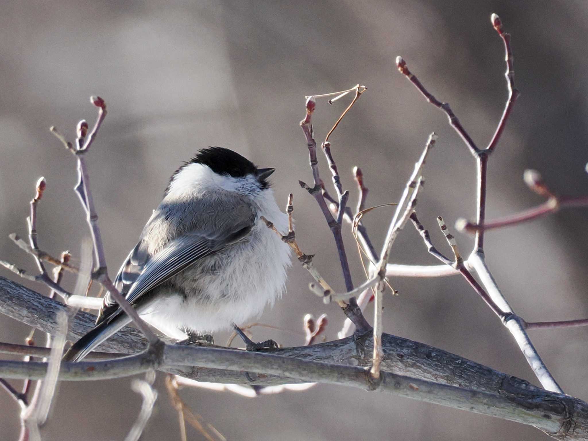 Photo of Marsh Tit at 星観緑地(札幌市手稲区) by 98_Ark (98ｱｰｸ)