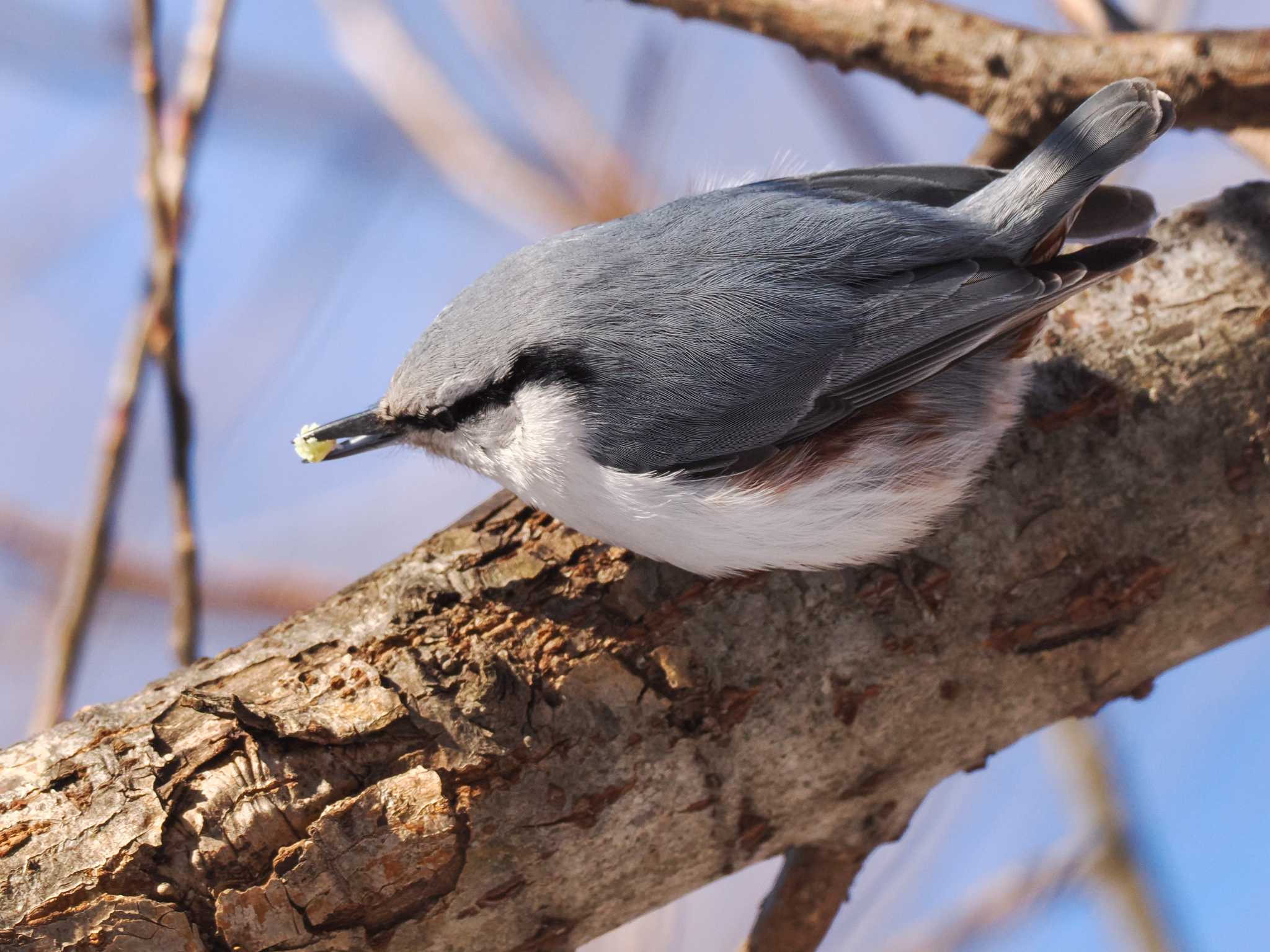 Eurasian Nuthatch(asiatica)