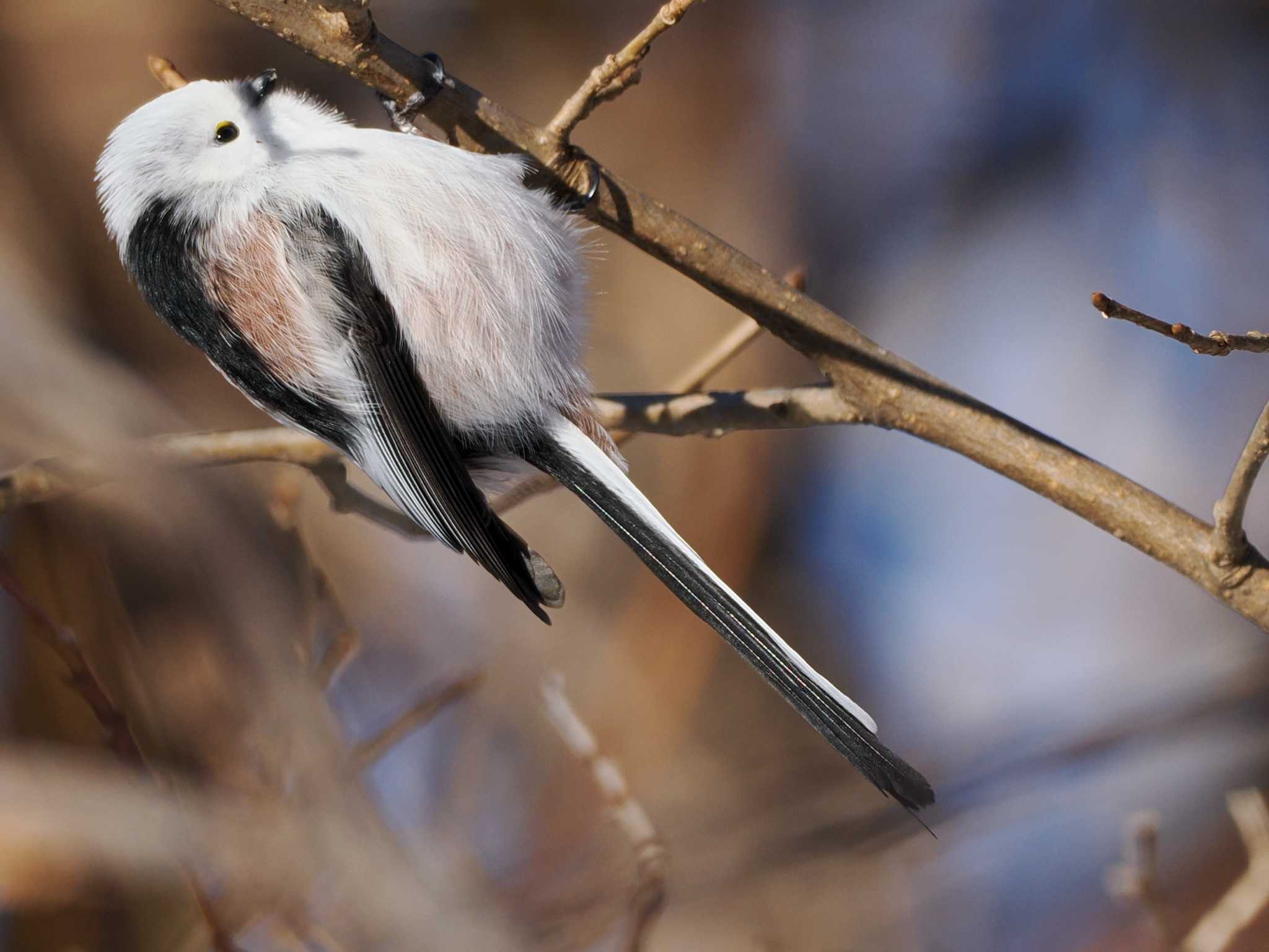 Photo of Long-tailed tit(japonicus) at 星観緑地(札幌市手稲区) by 98_Ark (98ｱｰｸ)