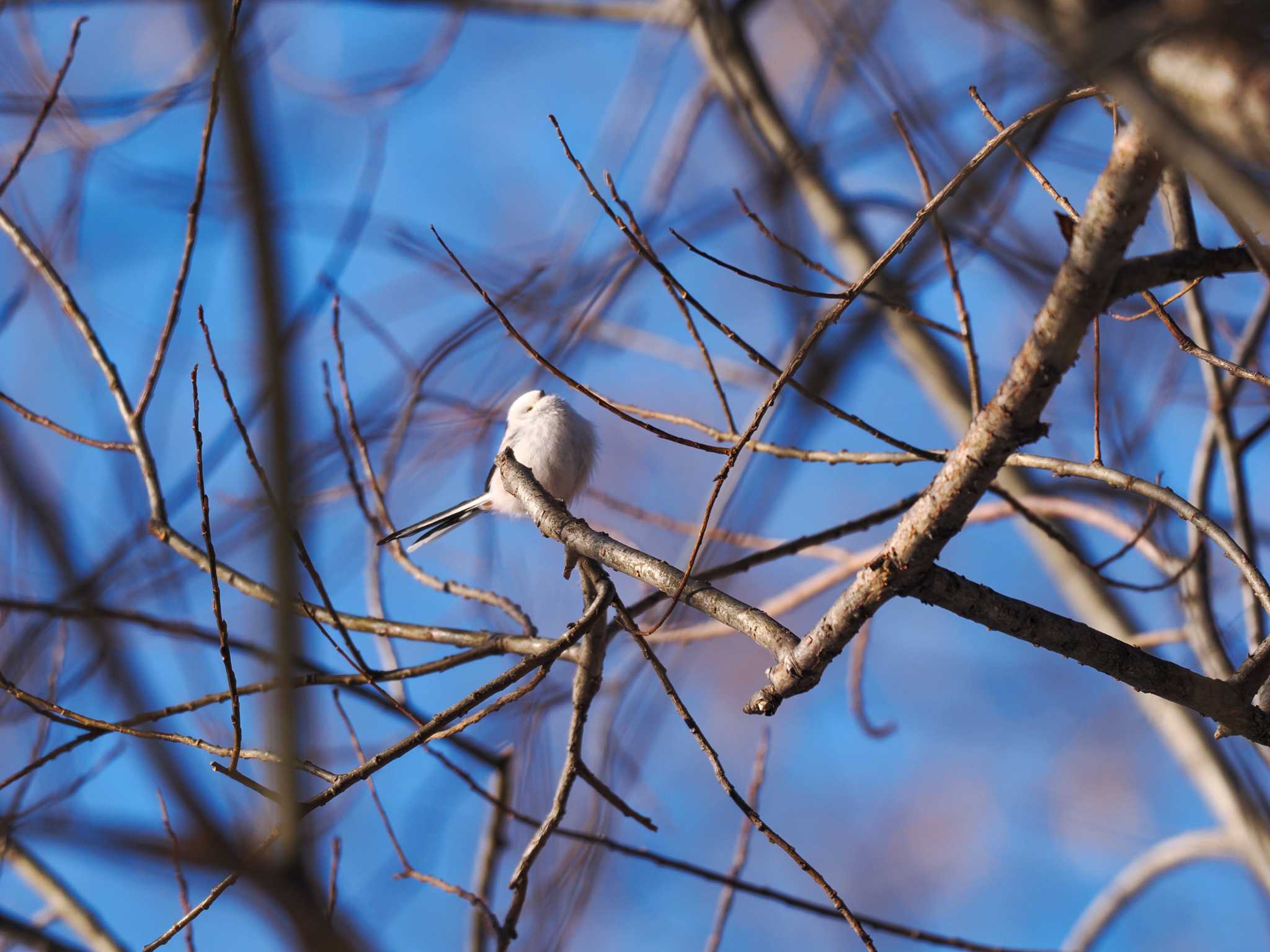 Photo of Long-tailed tit(japonicus) at 星観緑地(札幌市手稲区) by 98_Ark (98ｱｰｸ)