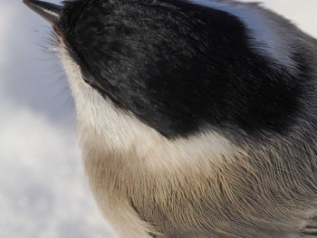 ハシブトガラ 前田森林公園(札幌市) 2023年12月23日(土)