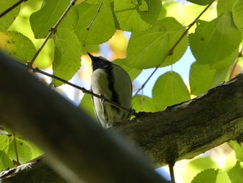 2018年10月21日(日) 薬師池公園の野鳥観察記録