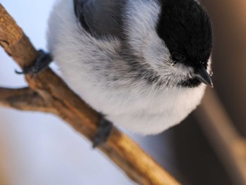 ハシブトガラ 前田森林公園(札幌市) 2023年12月23日(土)