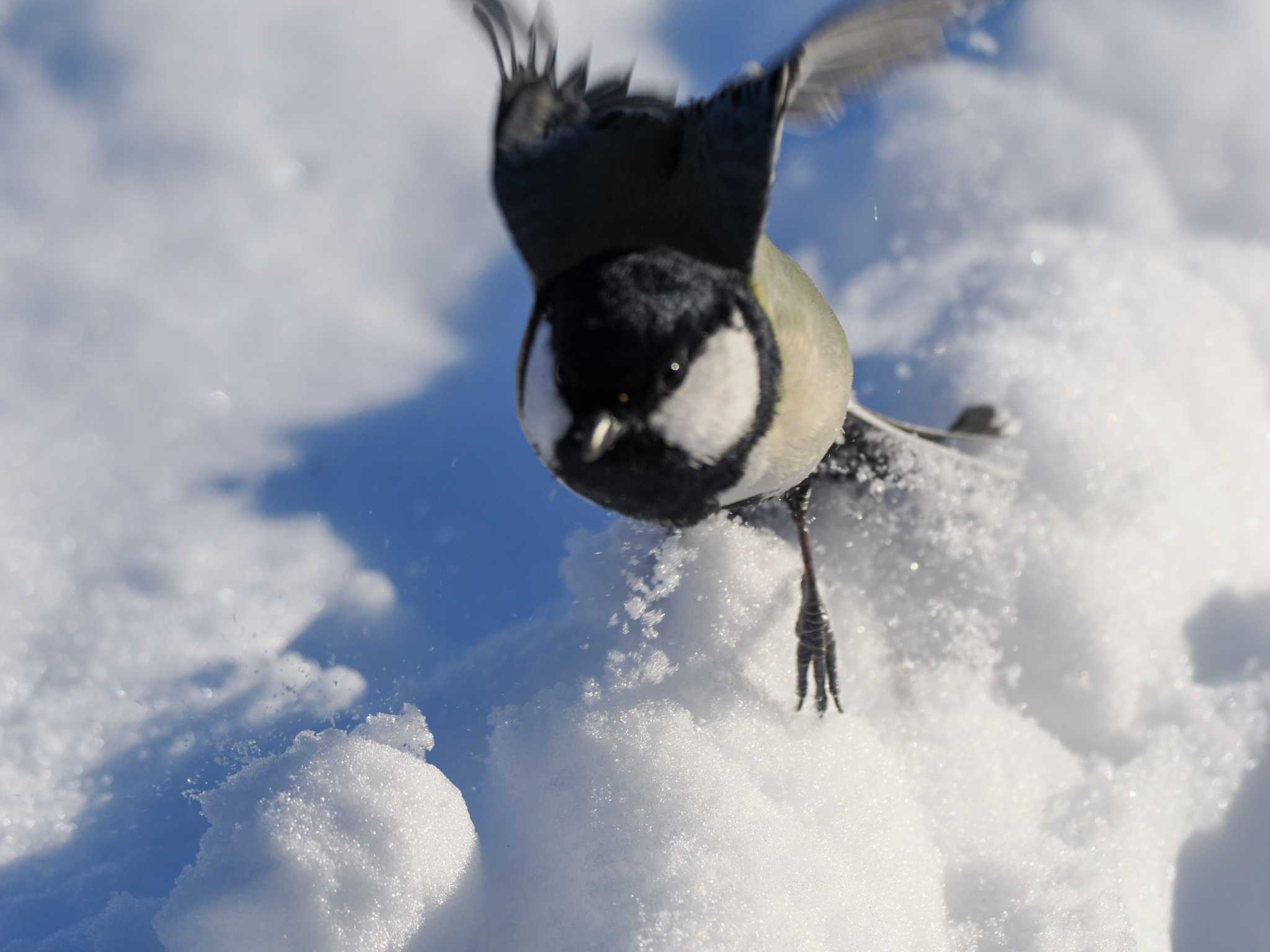 シジュウカラ