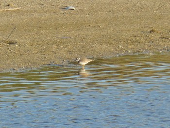 Long-billed Plover 大和川 Sat, 12/23/2023