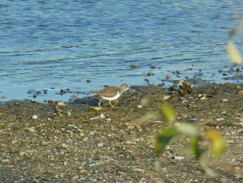 Common Sandpiper 大和川 Sat, 12/23/2023