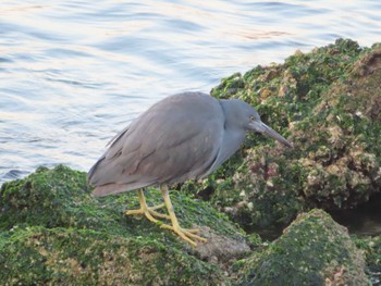 2023年12月23日(土) 銚子漁港の野鳥観察記録