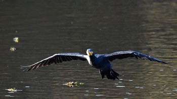 カワウ 鶴ヶ池 2023年12月13日(水)