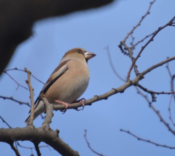 Hawfinch 河川環境楽園 Sat, 12/23/2023