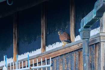 チョウゲンボウ 加古郡稲美町 2023年11月29日(水)