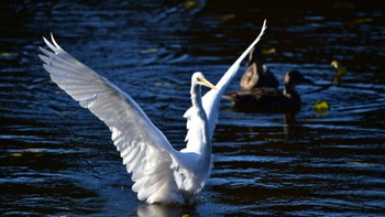 Great Egret 鶴ヶ池 Wed, 12/13/2023