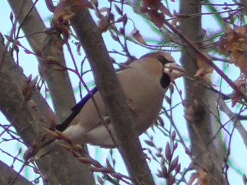 Hawfinch 航空公園 Sun, 12/24/2023