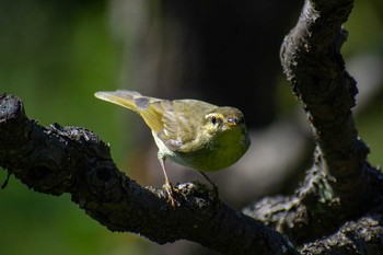 未同定 大阪城公園 2018年10月21日(日)