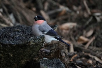 Eurasian Bullfinch(rosacea) Unknown Spots Sat, 12/23/2023