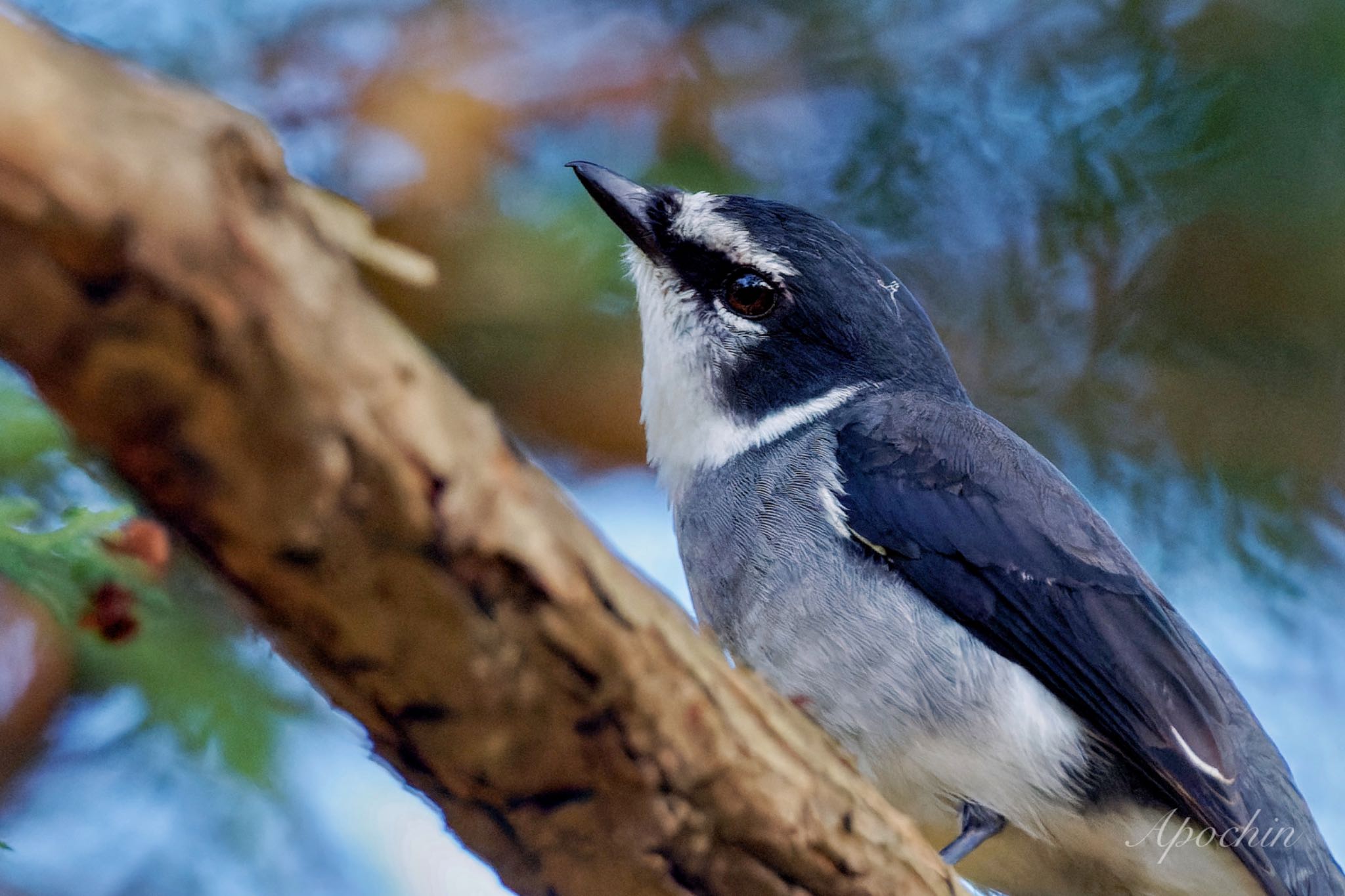 Ryukyu Minivet