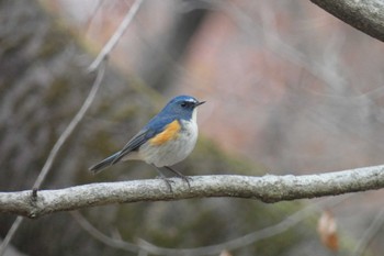 Red-flanked Bluetail 東京都立桜ヶ丘公園(聖蹟桜ヶ丘) Sun, 12/24/2023