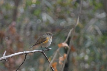 Red-flanked Bluetail 東京都立桜ヶ丘公園(聖蹟桜ヶ丘) Sun, 12/24/2023