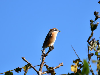 Bull-headed Shrike 東京12 Sun, 10/21/2018