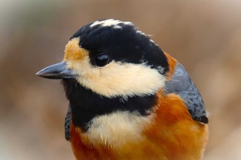 Varied Tit 北本自然観察園 Sun, 12/24/2023