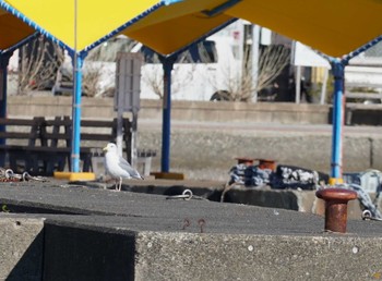 2023年12月17日(日) 和歌山県の野鳥観察記録