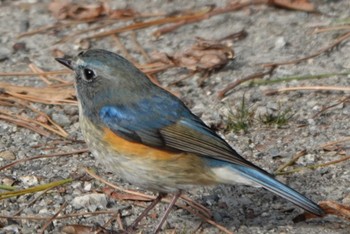 ルリビタキ 大阪南港野鳥園 2023年12月24日(日)