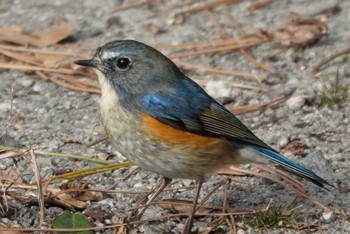 ルリビタキ 大阪南港野鳥園 2023年12月24日(日)