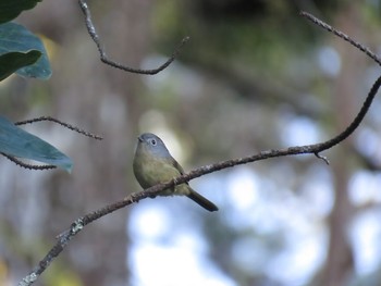 Mountain Fulvetta