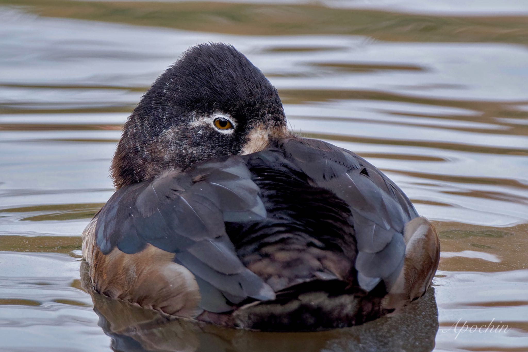 Ring-necked Duck