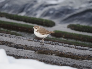 Kentish Plover Unknown Spots Sun, 12/24/2023