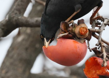 Crested Myna 横浜市市道 Sun, 12/24/2023