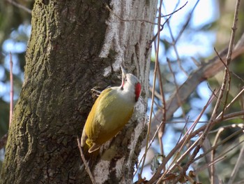 アオゲラ 大室公園 2023年12月18日(月)